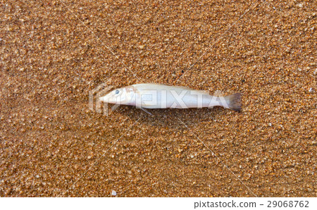 Dead fish Dead fish 29068762
