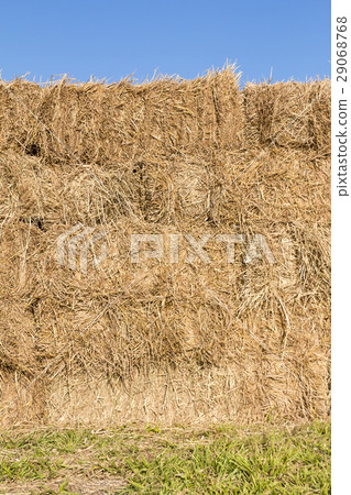 Field with bales of hay 29068768