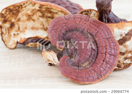 Ganoderma Lucidum Mushroom on wood 29068774