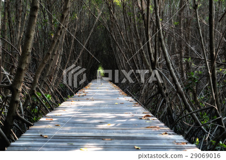 Wooden Bridge In Mangrove Forest 29069016