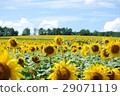 Sunflower field 29071119