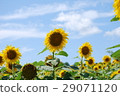 sunflower	 29071120