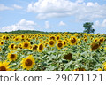 Sunflower field 29071121