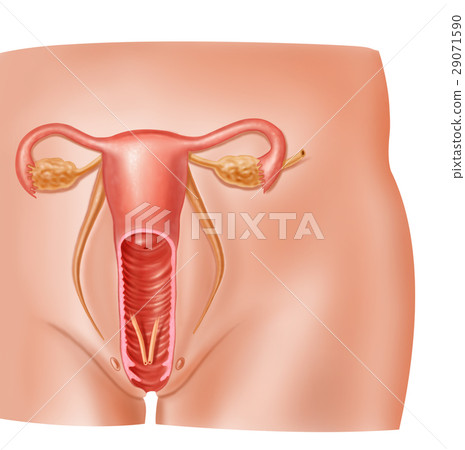 Anatomy female reproductive system Anatomy female reproductive system 29071590