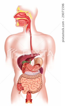 Human digestive system 29071596