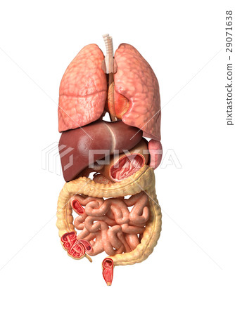 Human Male Anatomy Internal Organs Alone Full Stock Illustration 29071638 Pixta