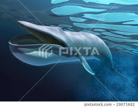 Whale under water swimming. 29071682