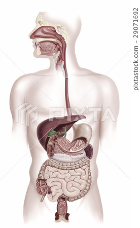 Human digestive system cross section 29071692