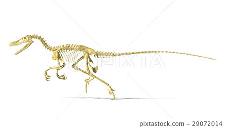 Velociraptor dinosaur, full skeleton scientifically correct, side view, with drop shadow on white background. 29072014