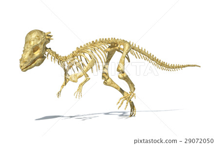 Pachycephalosaurus dinosaur, full photo-realistic skeleton, scientifically correct. perspective view. 29072050
