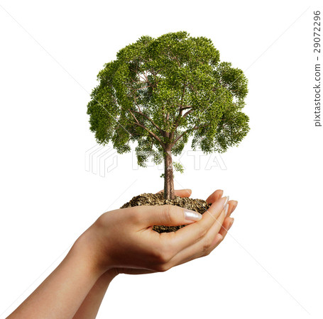 Woman's hands holding soil with a tree. 29072296