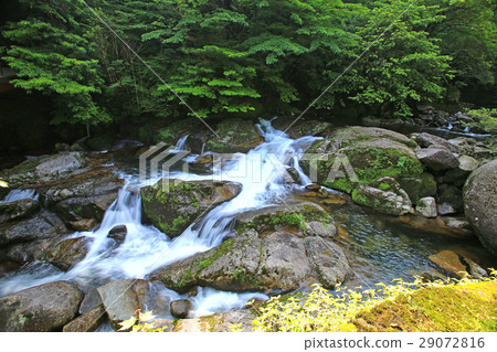 Yakushima Shiratani Unsuikyo 29072816