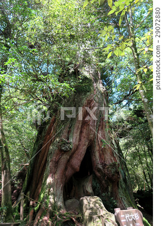屋久島白谷雲水峽 屋久島白谷雲水峽 29072880
