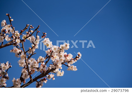 藍天的日落Nippori Hotel的梅花園 藍天的日落Nippori Hotel的梅花園 29073796