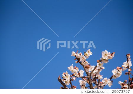 Plum blossoms in blue sky Nippori Hotel's plum garden Plum blossoms in blue sky Nippori Hotel's plum garden 29073797