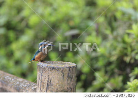 Kingfisher Kingfisher 29073820