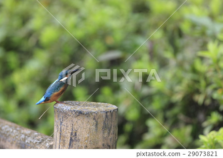 Kingfisher 29073821