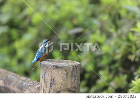 Kingfisher 29073822