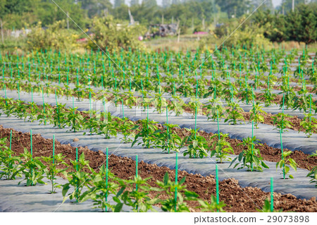 Menuma rice field vegetable field 29073898