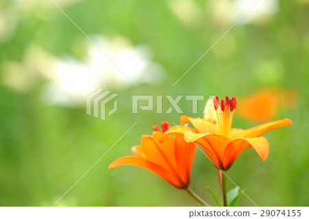 百合 百合 29074155