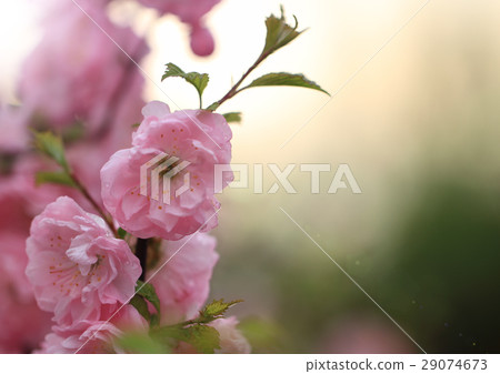 Spring blossom of pink sakura 29074673