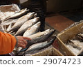 mackerel 29074723