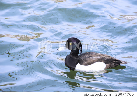 Kinkrochasshuro 29074760