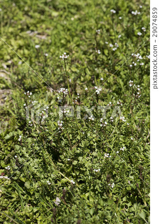 彎曲碎米薺 29074859