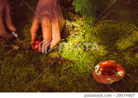 Man cuts a mushroom in the forest 29074907