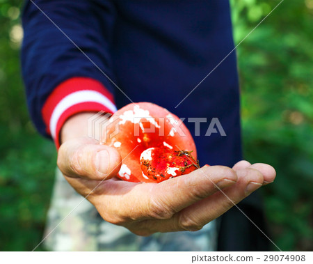 Eatable mushrooms in a hands of a man 29074908