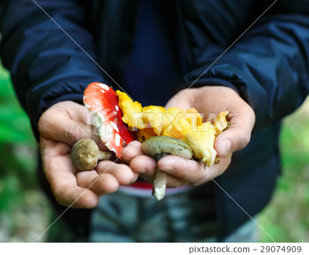 Mushrooms in a hands of a man 29074909