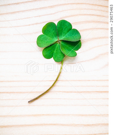 Clover leaves on shabby wooden background.  29075463