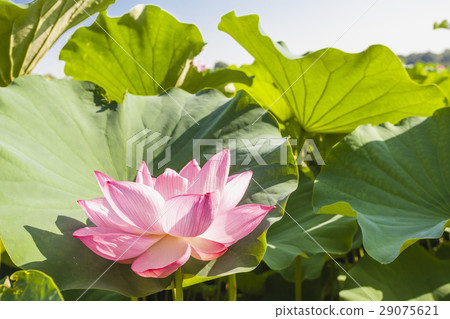 Ueno Onsen Park lotus flower Ueno Onsen Park lotus flower 29075621