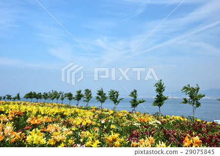 百合 百合 29075845