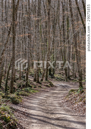 Forest of beech trees Forest of beech trees 29075855