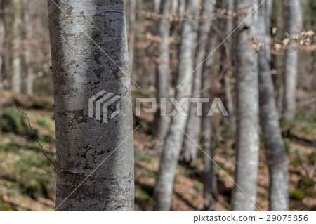Forest of beech trees 29075856