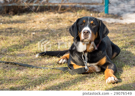 Bernese mountain dog laying on the ground 29076549