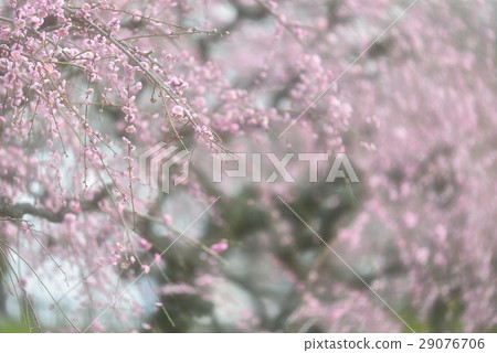 Elegant pink plum taste Elegant pink plum taste 29076706