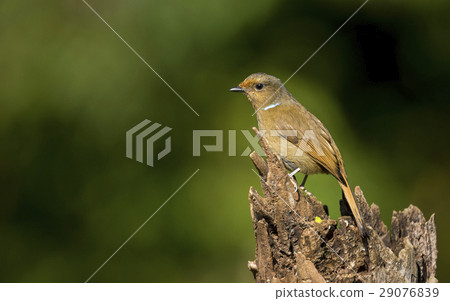 Large Niltava 29076839