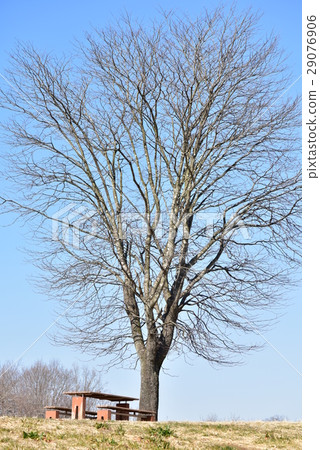 Hira no Oka 29076906