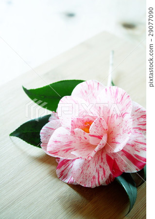 Camellia laid in folding rug Camellia laid in folding rug 29077090