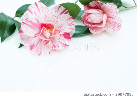 兩輪山茶花 29077093