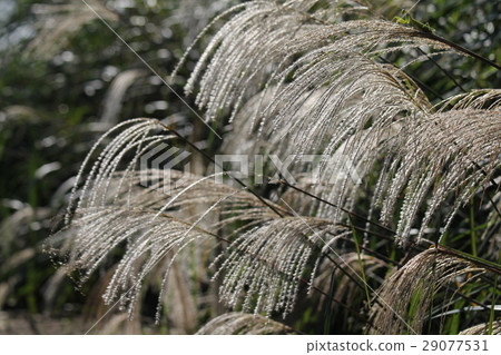 Susuki Susuki 29077531