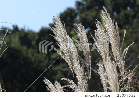 Susuki Susuki 29077532