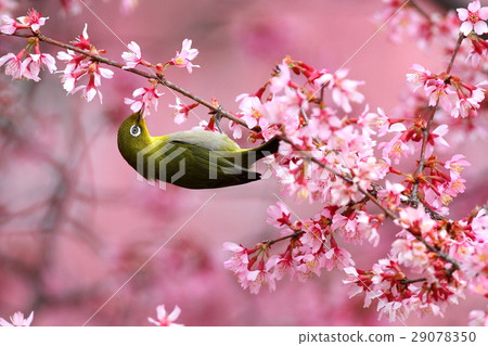 Meiro和okame bush 29078350