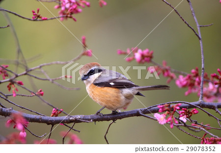 Ozomezakura與摩蘇男性 29078352