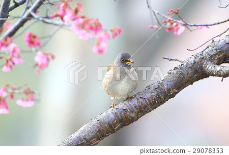 與白色白色男性的Okamee櫻桃 29078353