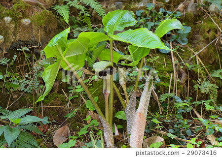 武藏布米 29078416