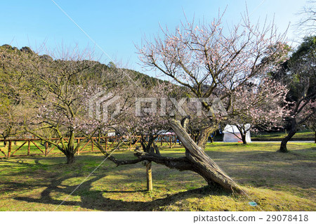 Fujikawa Tenjin 29078418
