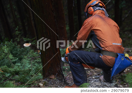 Men of forestry 29079079